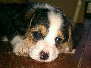 puppy
