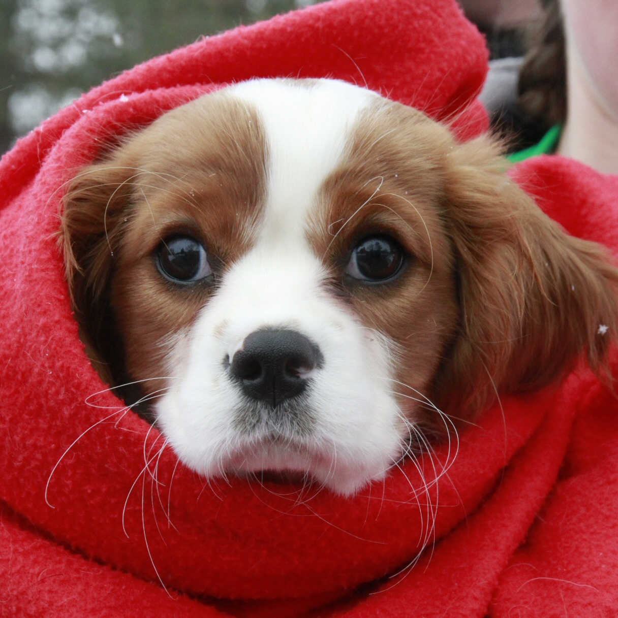 perfect way to watch the race (2)