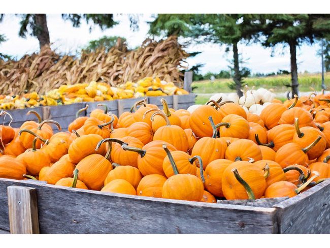 agriculture-autumn-cropland-265315