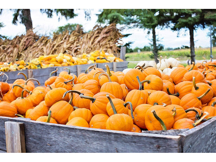agriculture-autumn-cropland-265315