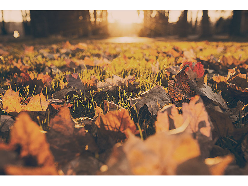fall